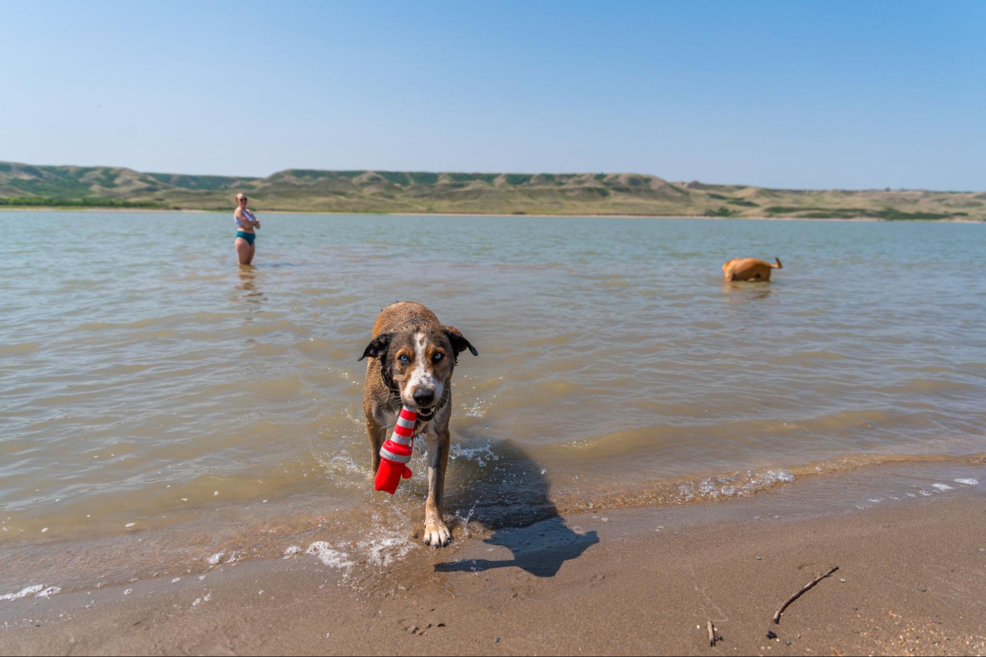 pet-friendly glamping