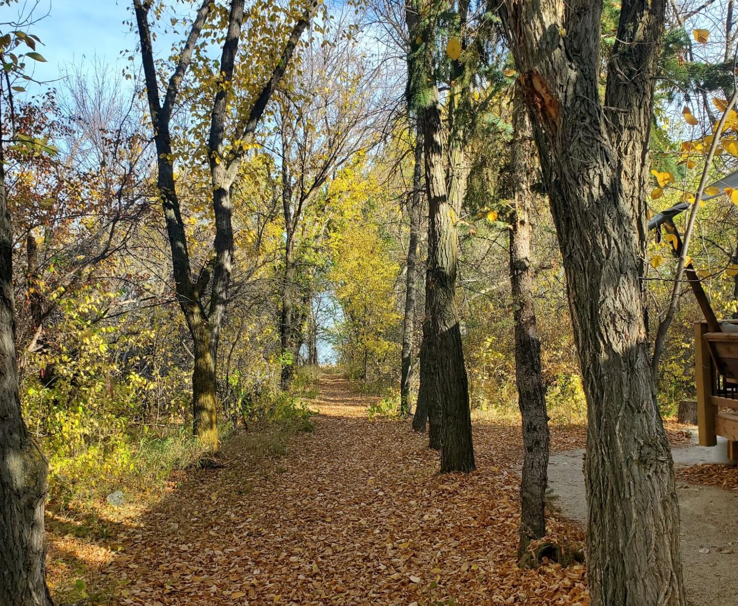 A pathway with tall trees beside it and fallen leaves that is perfect for your hiking adventure.