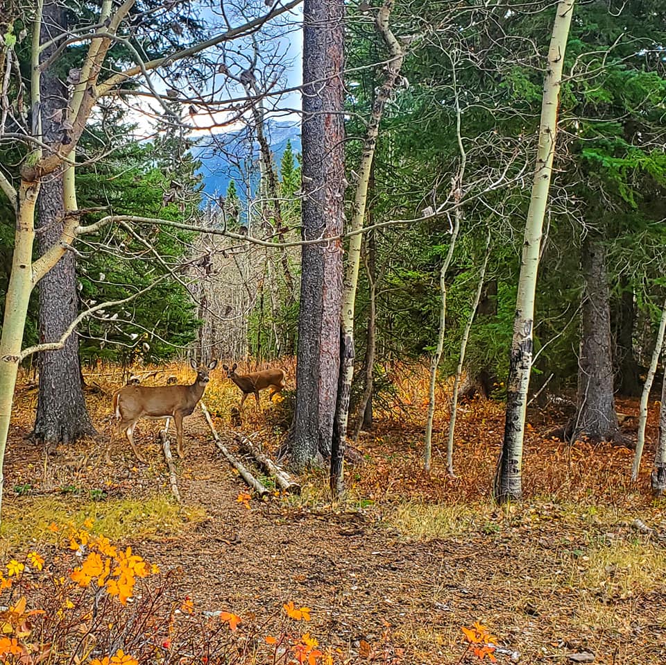 A serene forest scene featuring tall, slender trees. Among them, a few deer are grazing peacefully, adding a touch of wildlife to the tranquil woodland setting.